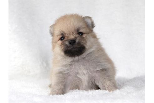 成約済の大阪府のポメラニアン-83026の1枚目